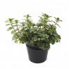 Price: €2.5 - Pepparmynta Frön (Mentha piperita) - 