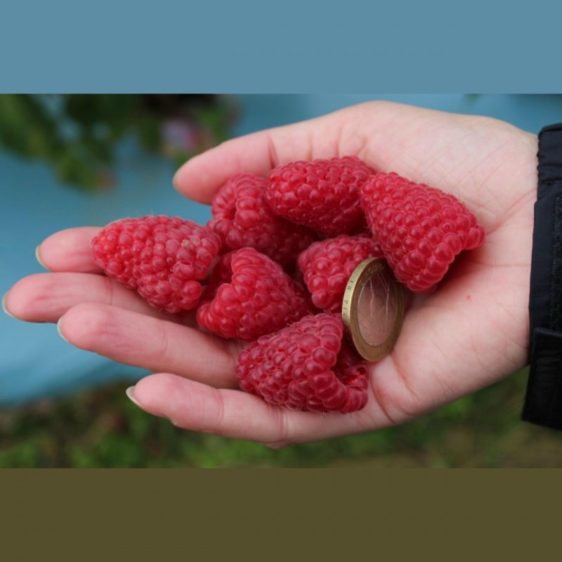 Giant Red Raspberry Seeds 1.95 - 1