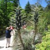 Blaue Puya Samen (Puya Berteroniana)
