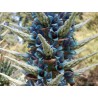 Blaue Puya Samen (Puya Berteroniana)