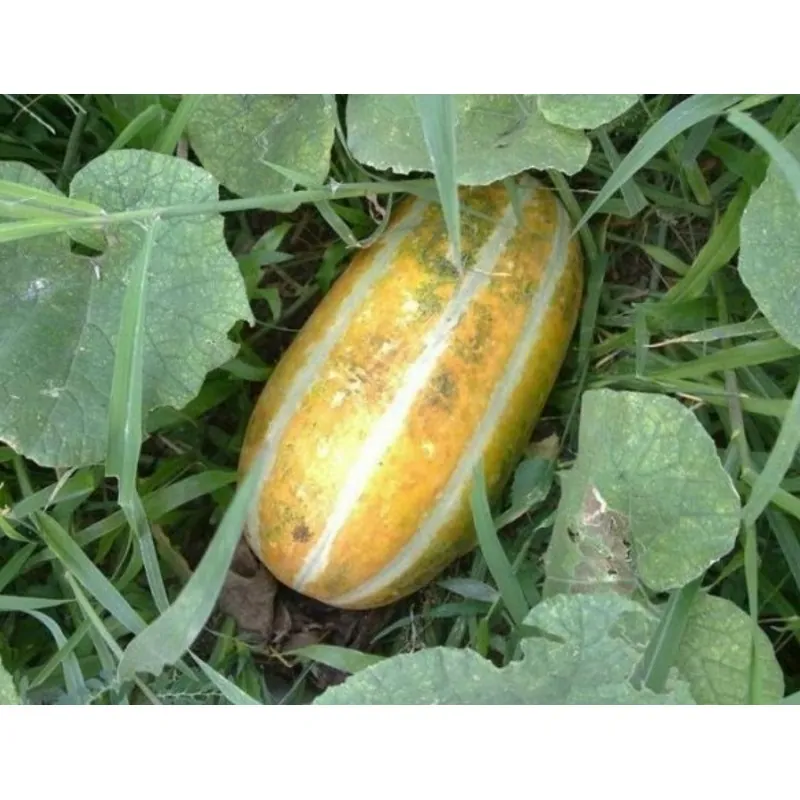 Sweet Thai Musk Melon Seeds