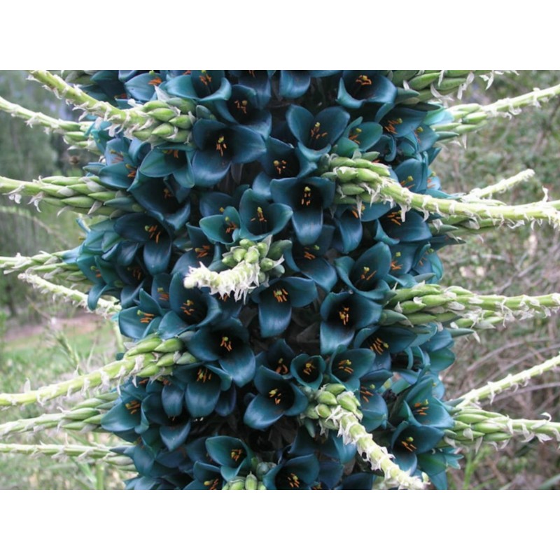 Blaue Puya Samen (Puya Berteroniana)