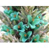 Blaue Puya Samen (Puya Berteroniana)