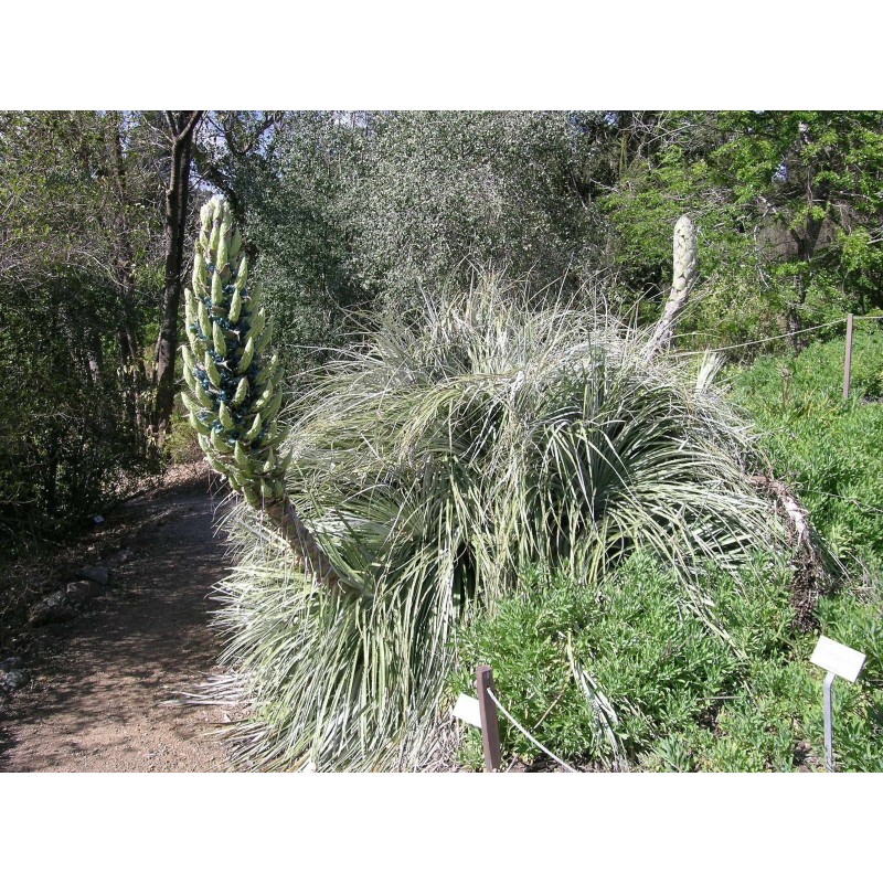 Blaue Puya Samen (Puya Berteroniana)