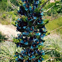 Blå Puya Fröer (Puya Berteroniana) 3.65 - 8