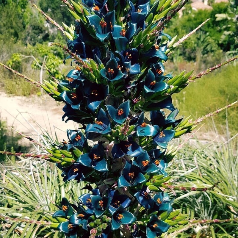 Blaue Puya Samen (Puya Berteroniana)
