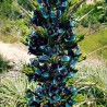 Blaue Puya Samen (Puya Berteroniana)