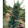 Blaue Puya Samen (Puya Berteroniana)