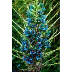 Blue Puya Seeds (Puya berteroniana) 3.65 - 10