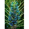 Blaue Puya Samen (Puya Berteroniana)