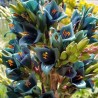 Blaue Puya Samen (Puya Berteroniana)