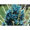 Blaue Puya Samen (Puya Berteroniana)