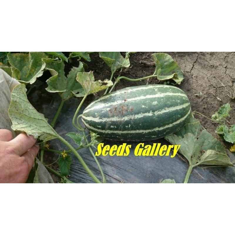 Price: €1.95 - Semillas de melón Dulce Almizcle Tailandés - Seeds Gallery