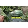 Sweet Thai Musk Melon Seeds
