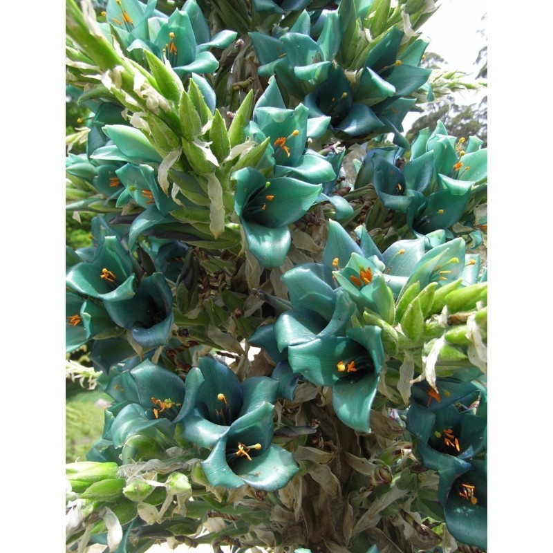 Blaue Puya Samen (Puya Berteroniana)