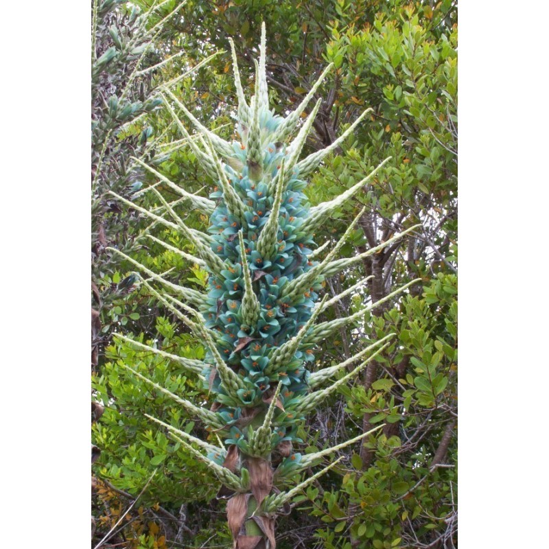 Blaue Puya Samen (Puya Berteroniana)