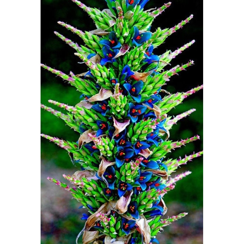 Blaue Puya Samen (Puya Berteroniana)