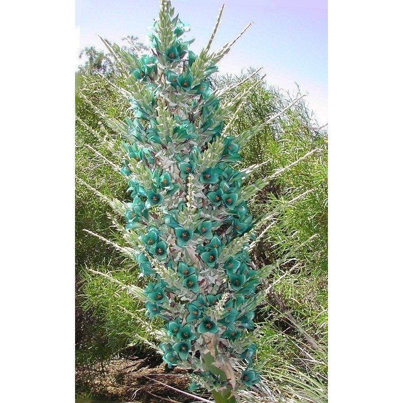 Blaue Puya Samen (Puya Berteroniana)