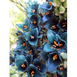 Plava PUYA Seme (Puya berteroniana) 3.65 - 23