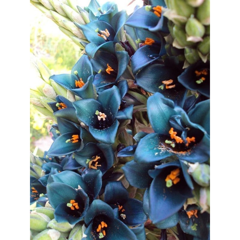 Blaue Puya Samen (Puya Berteroniana)