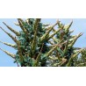 Blaue Puya Samen (Puya Berteroniana)