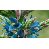 Blaue Puya Samen (Puya Berteroniana)