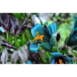 Plava PUYA Seme (Puya berteroniana) 3.65 - 27