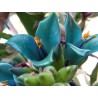 Blaue Puya Samen (Puya Berteroniana)