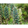 Blaue Puya Samen (Puya Berteroniana)