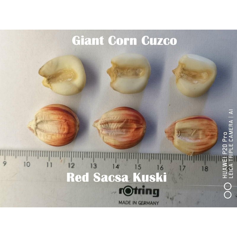 Price: €2.25 - Seme dzinovskog kukuruza Cuzco - Cusco - 