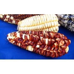 Peruvian Giant Red Sacsa Kuski Corn Seeds 3.499999 - 10