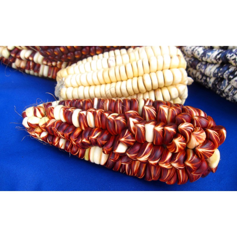 Peruanska Giant Corn Frön Sacsa Kuski