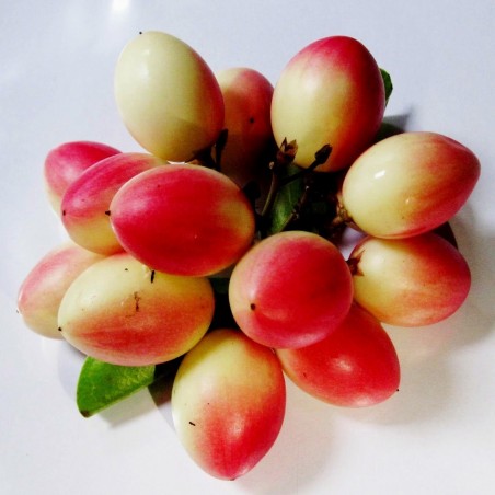 Price: €2.95 - Karanda Samen - Exotische Frucht (Carissa carandas) -