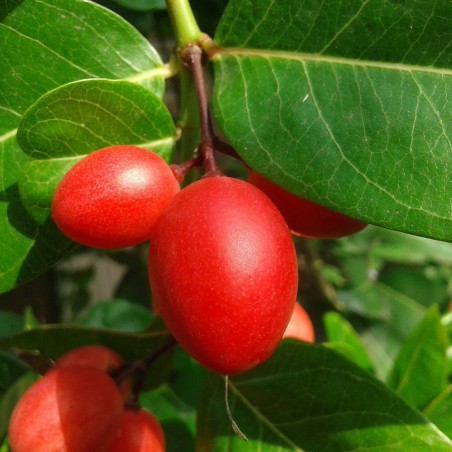 Price: €2.95 - Karanda Samen - Exotische Frucht (Carissa carandas) -