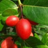 Price: €2.95 - Σπόροι Karonda (Carissa carandas) - 