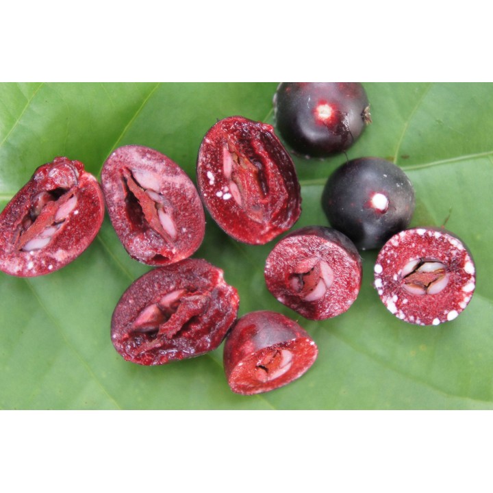 Karonda - Bengal Currant Seeds (Carissa carandas) - 2.655