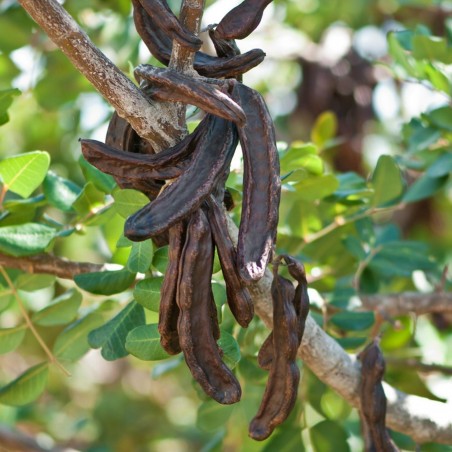 Price: €2 - Semillas de El Algarrobo (Ceratonia siliqua) -