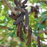 Price: €2 - Semillas de El Algarrobo (Ceratonia siliqua) - 