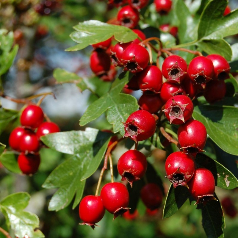 Price: €1.75 - Σπόροι Κράταιγος (Crataegus) φαρμακευτικό φυτό - 