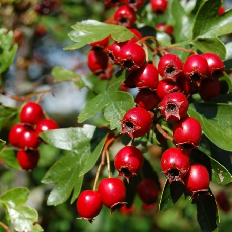 Price: €1.75 - Hawthorn, Thornapple, May-tree Seeds (Crataegus) -