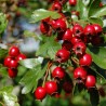 Price: €1.75 - Semi Di Biancospino  pianta medicinale - 