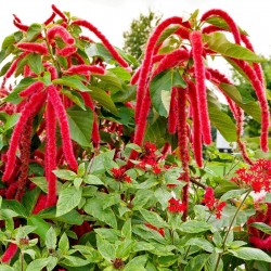 Αμαρανθοσ σποροι (Amaranthus) 2.25 - 1