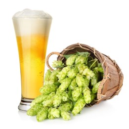 Beer Hops Seeds (Humulus lupulus) - 1.665
