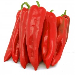 Price: €1.75 - Sementes de pimenta doce Corno di Toro Rosso - Seeds Gallery