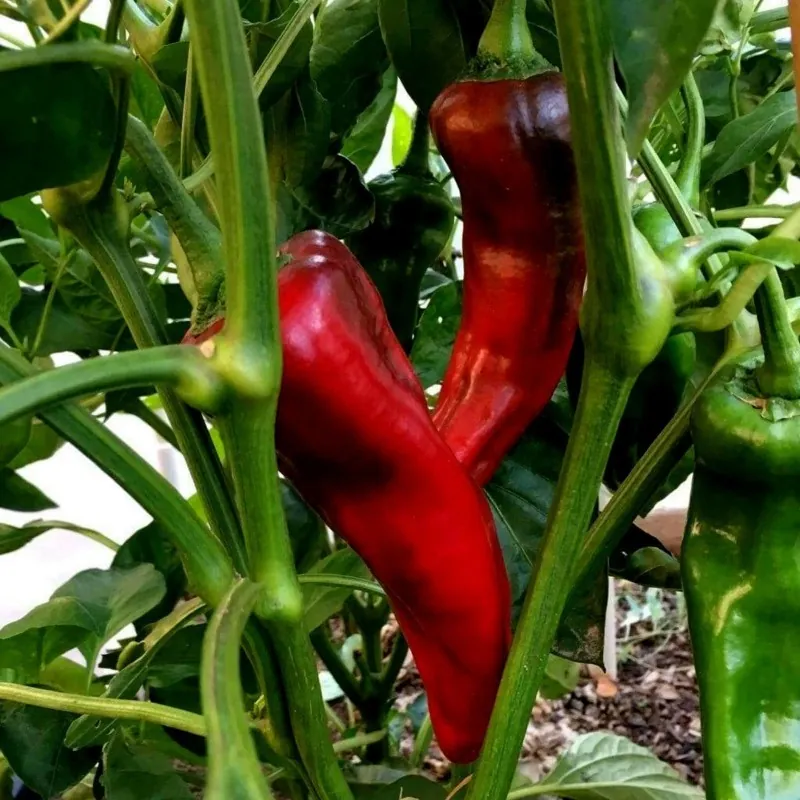 Corno di Toro Rosso Sweet Pepper Seeds