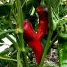 Corno di Toro Rosso Sweet Pepper Seeds