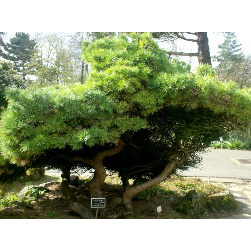 Price: €1.5 - Μπονσάι Σπόροι Pinus mugo - 