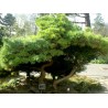 Price: €1.5 - Graines de Pin de Montagne - 