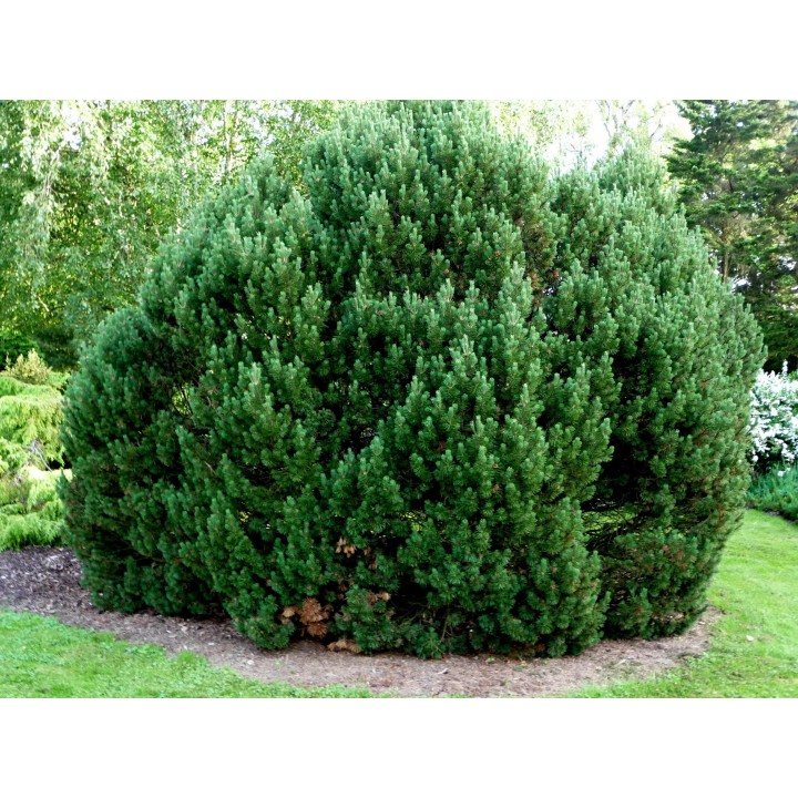Mugo Pine Seeds Bonsai Hardy - 175.934363