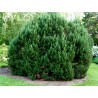 Price: €1.5 - Graines de Pin de Montagne - 